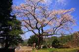 石橋正光屋敷跡の桜