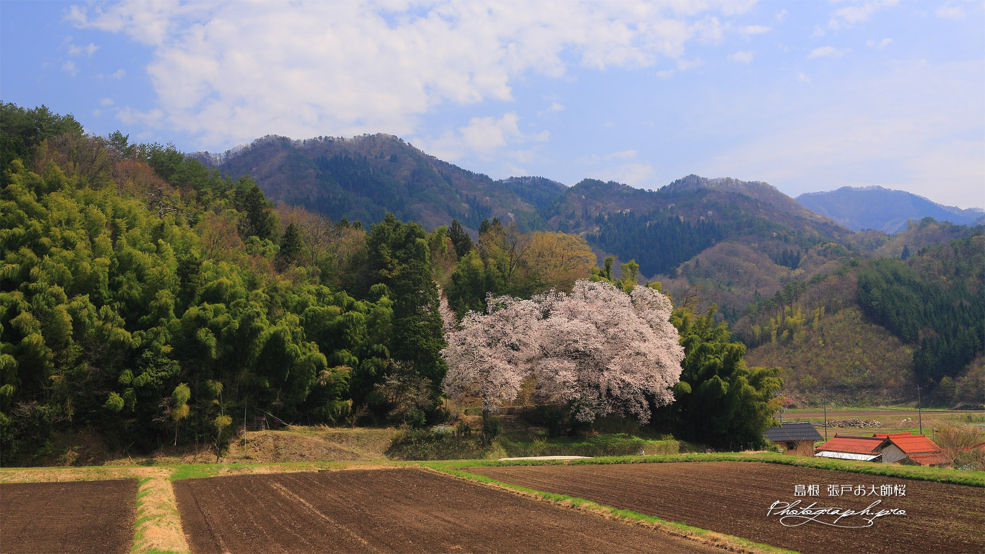 張戸のお大師桜