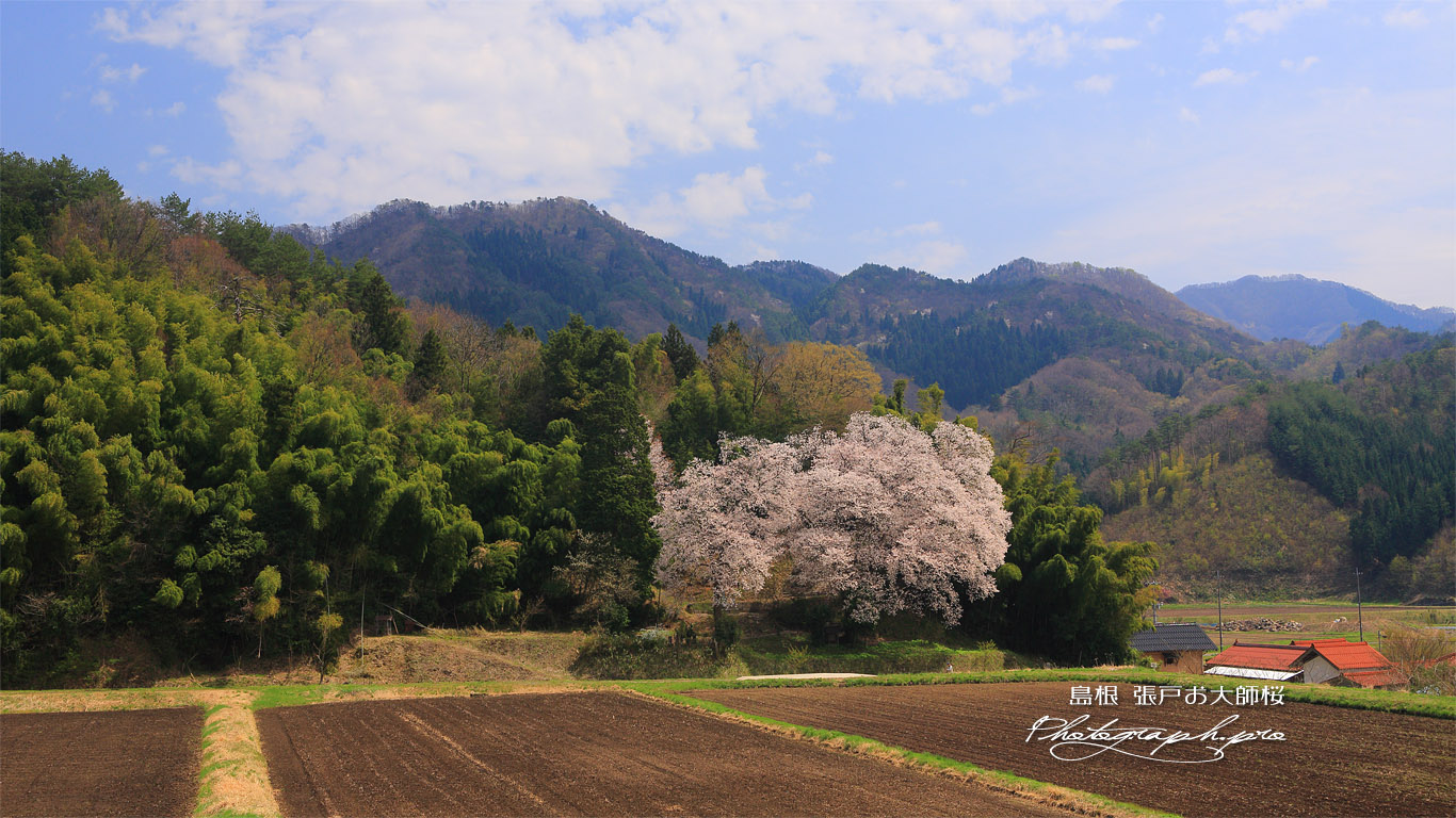 張戸のお大師桜 壁紙
