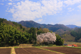 張戸のお大師桜