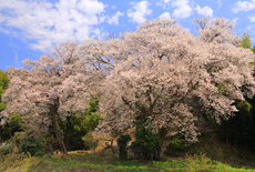 張戸お大師桜