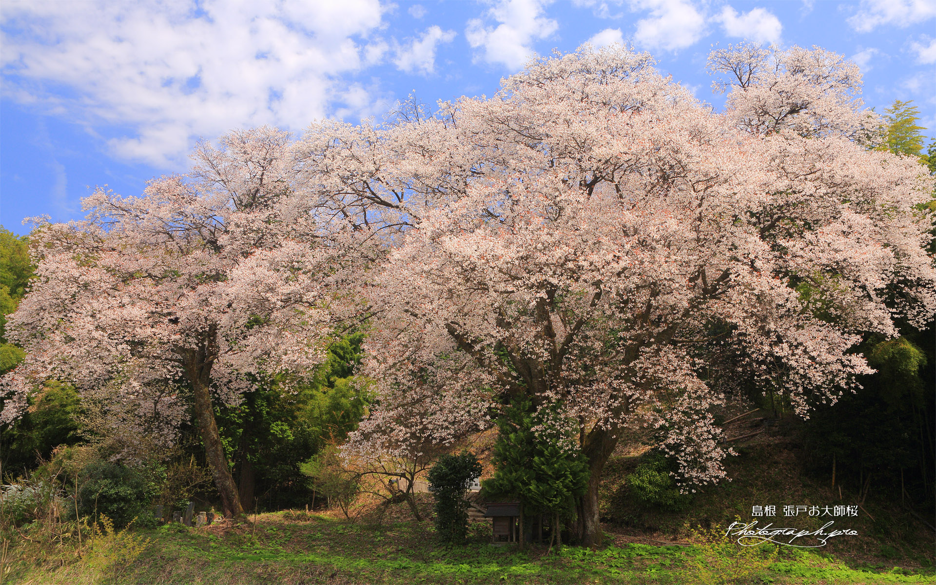 張戸お大師桜