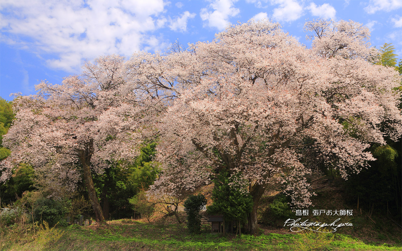 張戸お大師桜 壁紙