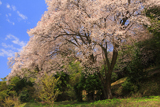 張戸お大師桜