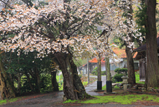 須佐神社のサクラ