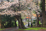 須佐神社のヤマザクラ