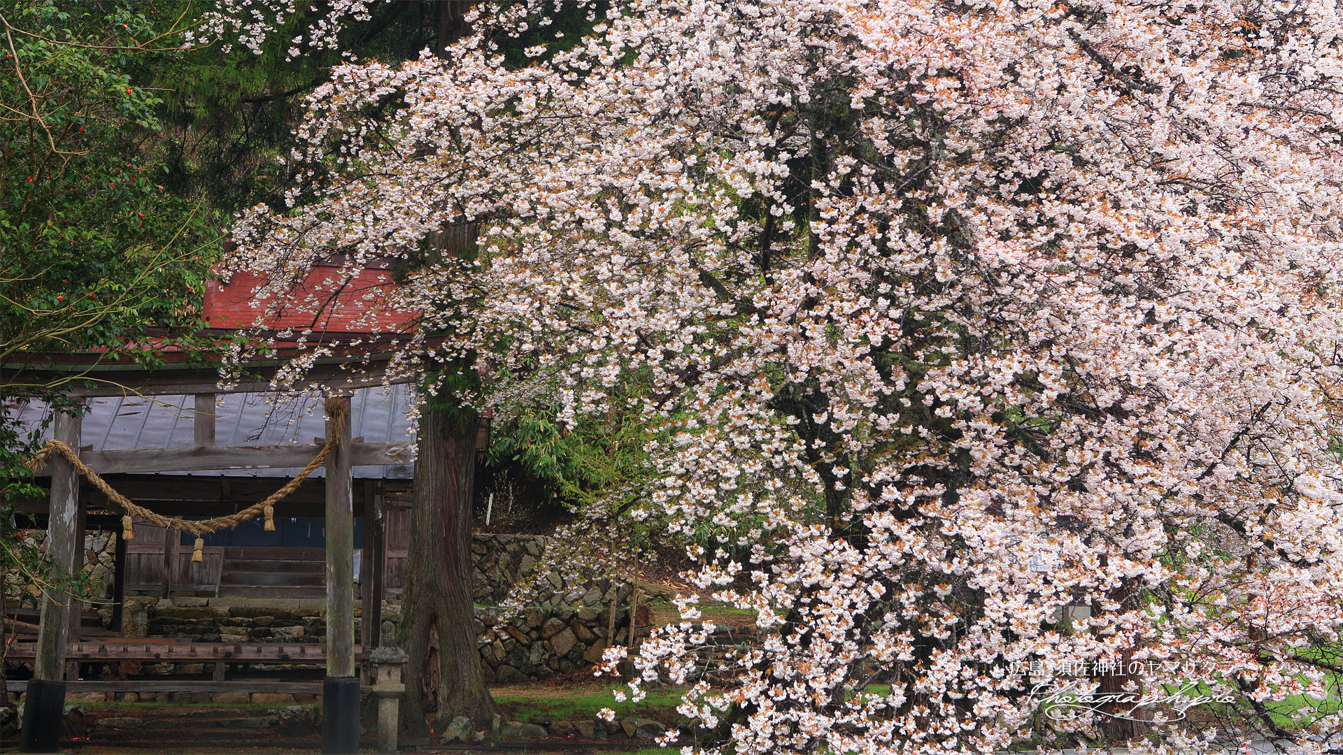 須佐神社の山桜