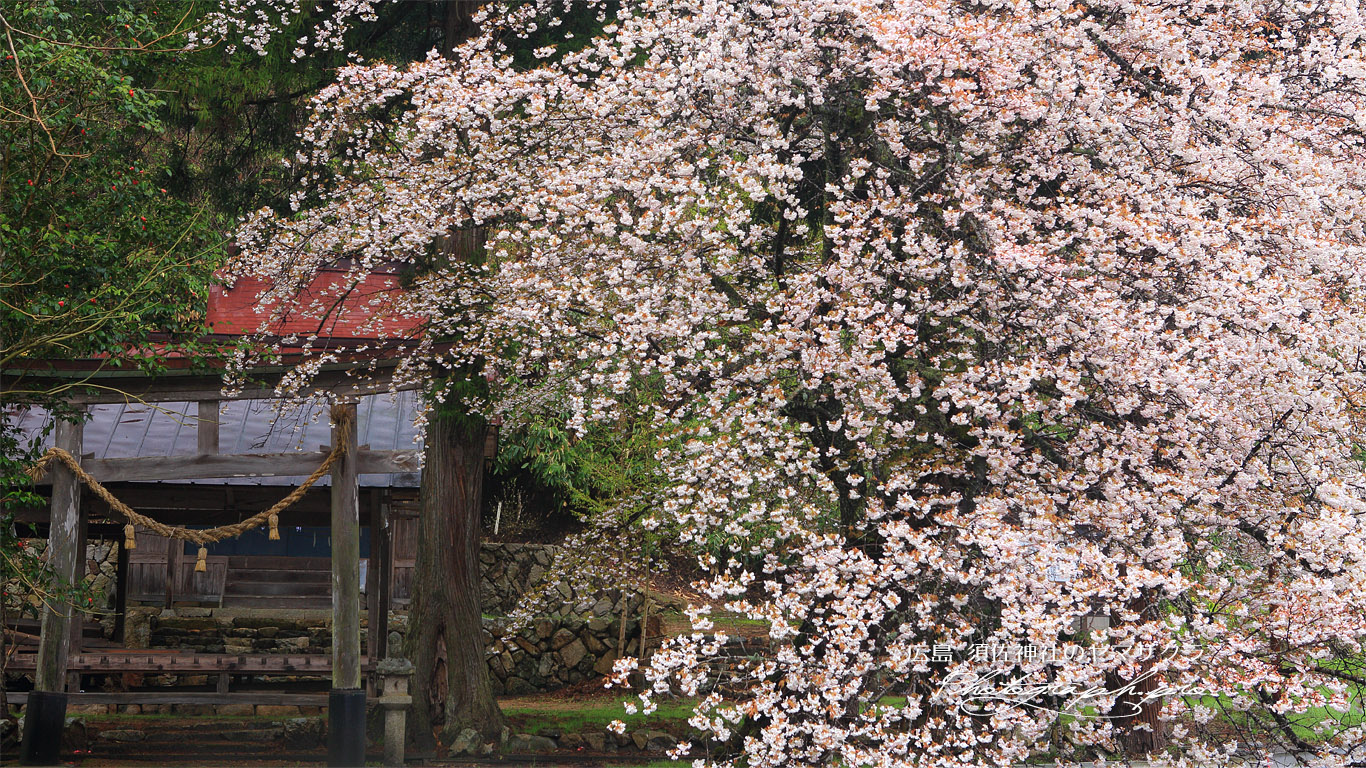 須佐神社の山桜 壁紙