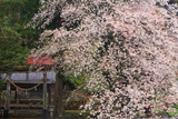 須佐神社の山桜