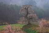 長沢のしだれ桜