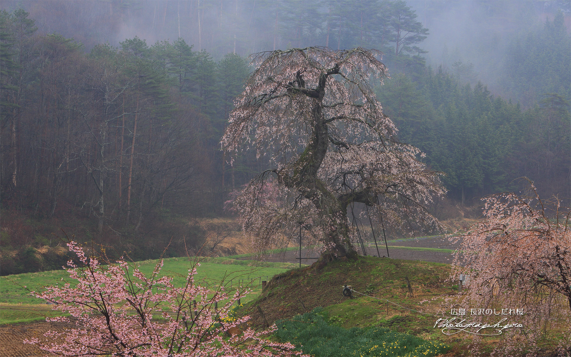 長沢のしだれ桜