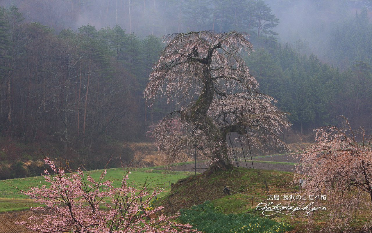 長沢のしだれ桜 壁紙