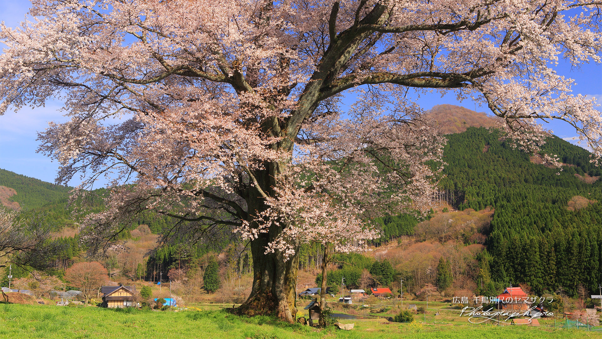 千鳥別尺の山桜