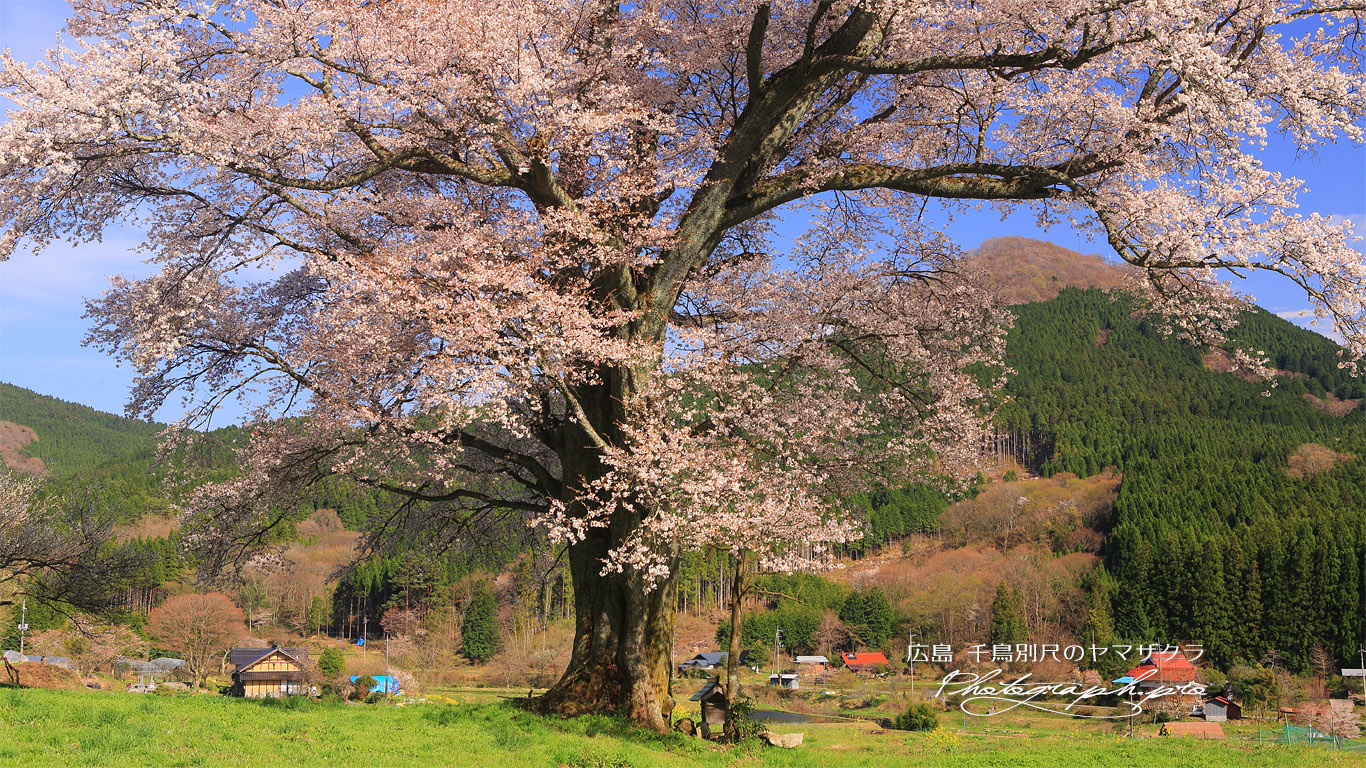 千鳥別尺の山桜 壁紙