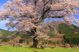 千鳥別尺の山桜