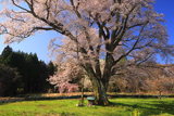 千鳥別尺のヤマザクラ