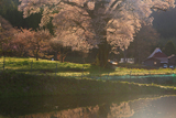 千鳥別尺の山桜