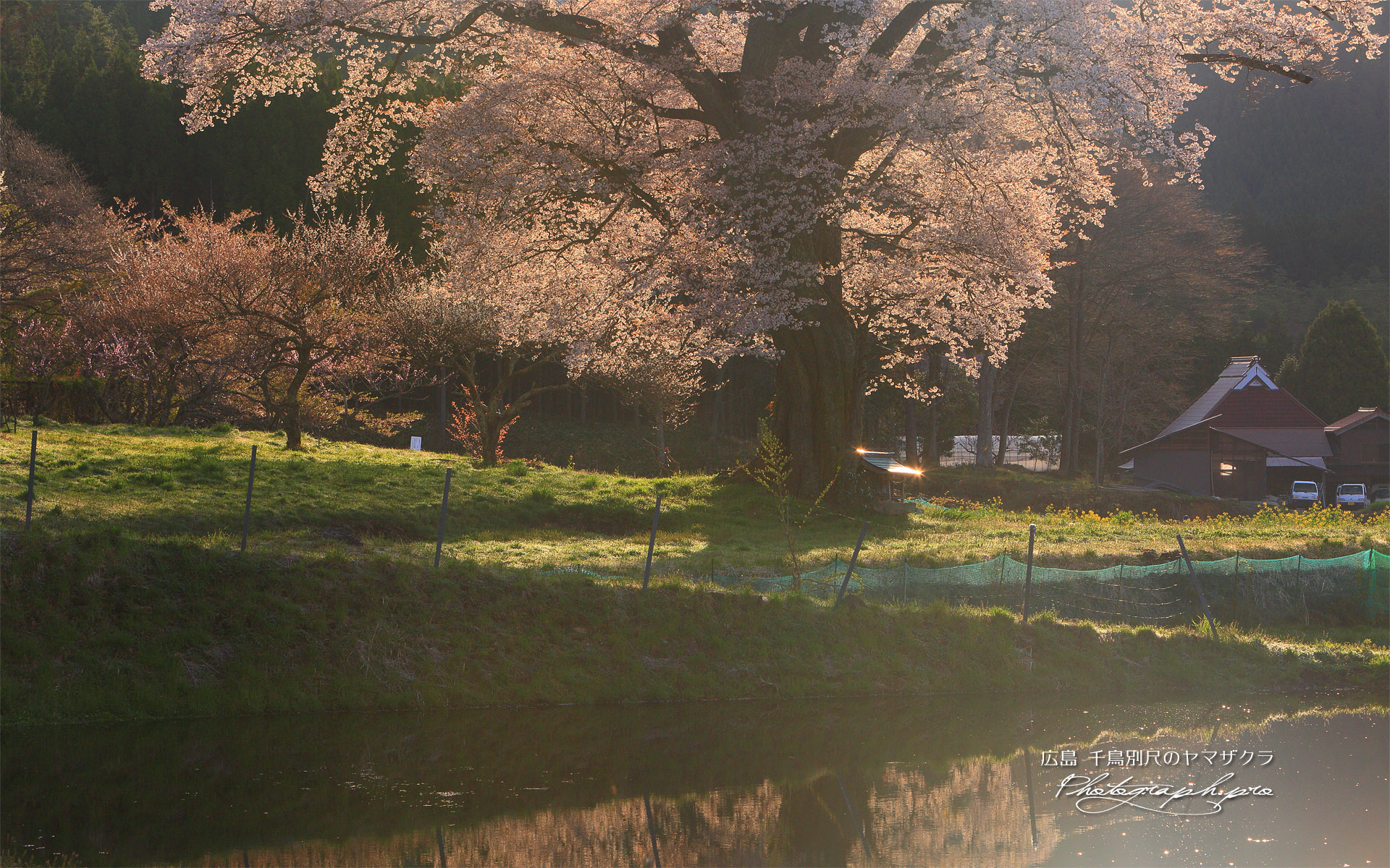 千鳥別尺の山桜