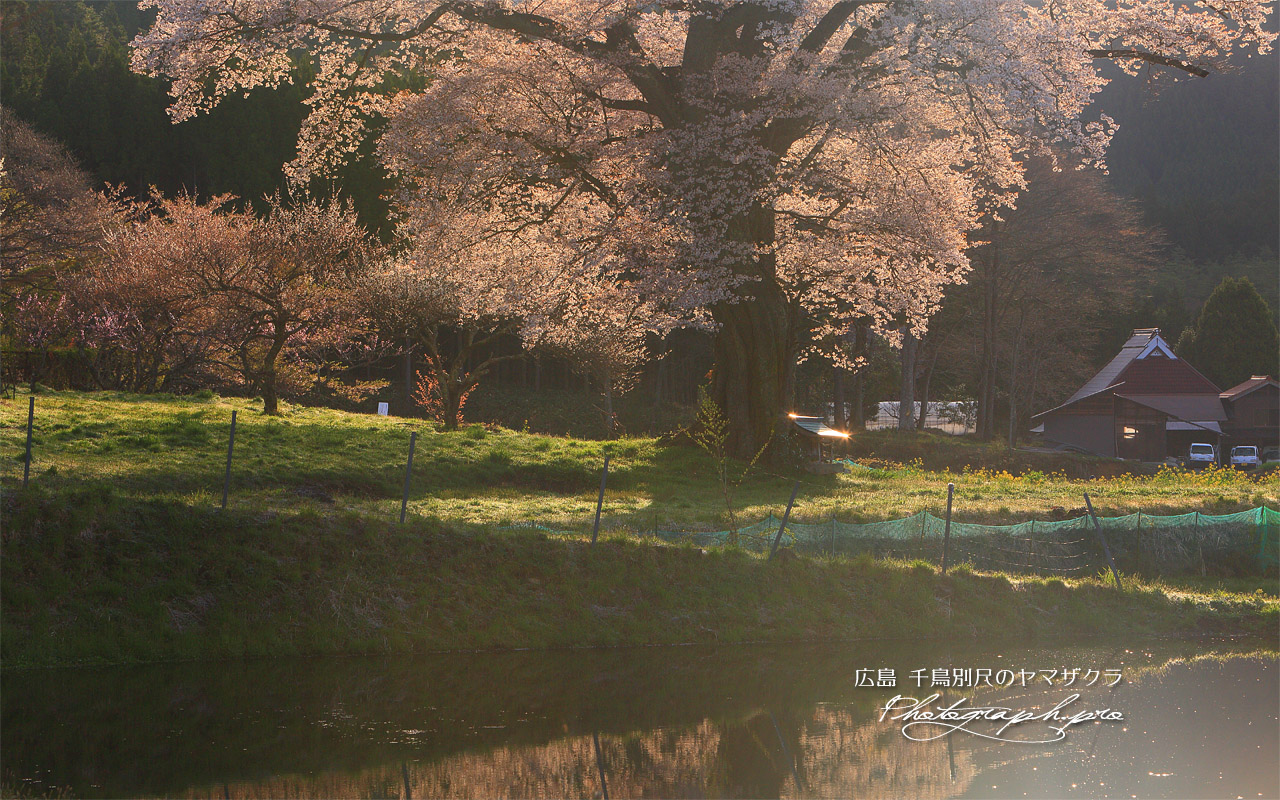 千鳥別尺の山桜 壁紙