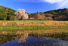 広島県の桜