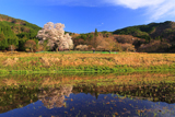 千鳥別尺のヤマザクラ