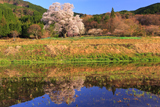 広島県の桜
