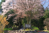 黒岩のヤマザクラ