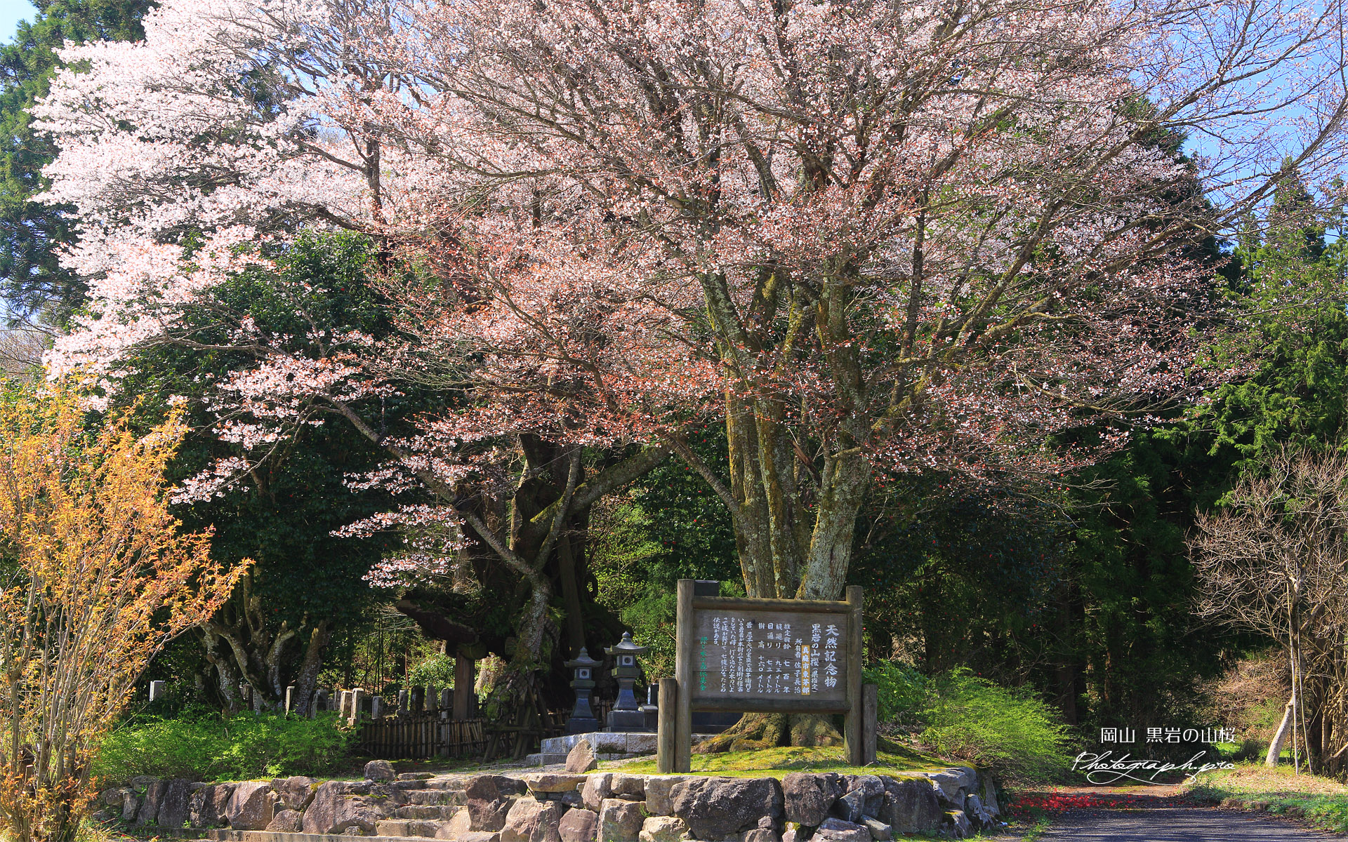 黒岩のヤマザクラ