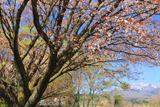 蒜山櫻ヶ丘公園の桜