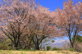 蒜山櫻ヶ丘公園の桜