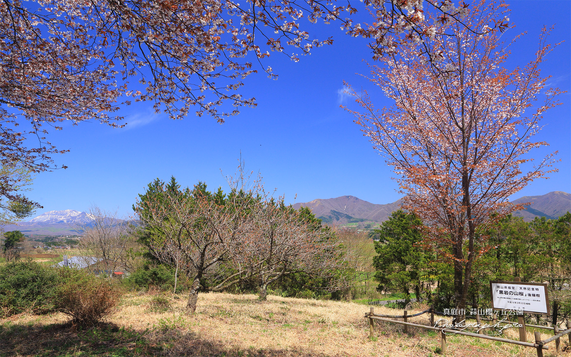 真庭市 蒜山櫻ヶ丘公園の「黒岩の山桜」後継樹