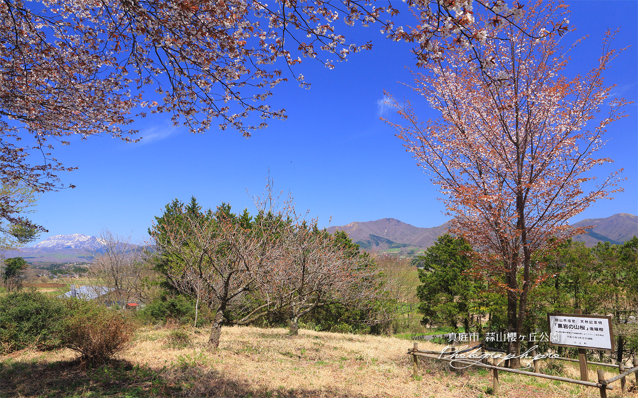 真庭市 蒜山櫻ヶ丘公園の「黒岩の山桜」後継樹 壁紙