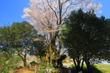 黒岩の山桜