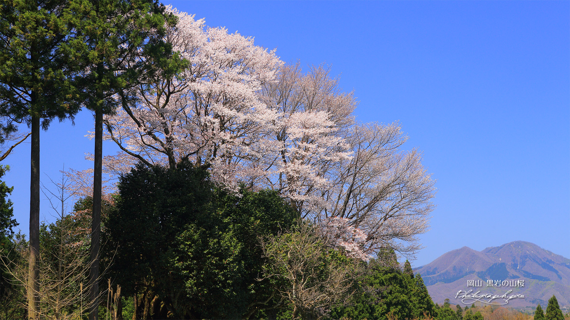 黒岩のヤマザクラ