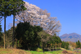 黒岩のヤマザクラ