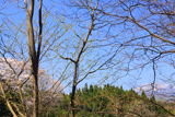 黒岩の山桜
