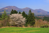 真庭市 山桜と蒜山三座