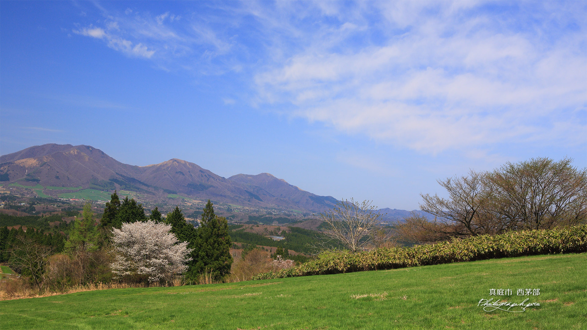 真庭市 牧草地の一本桜