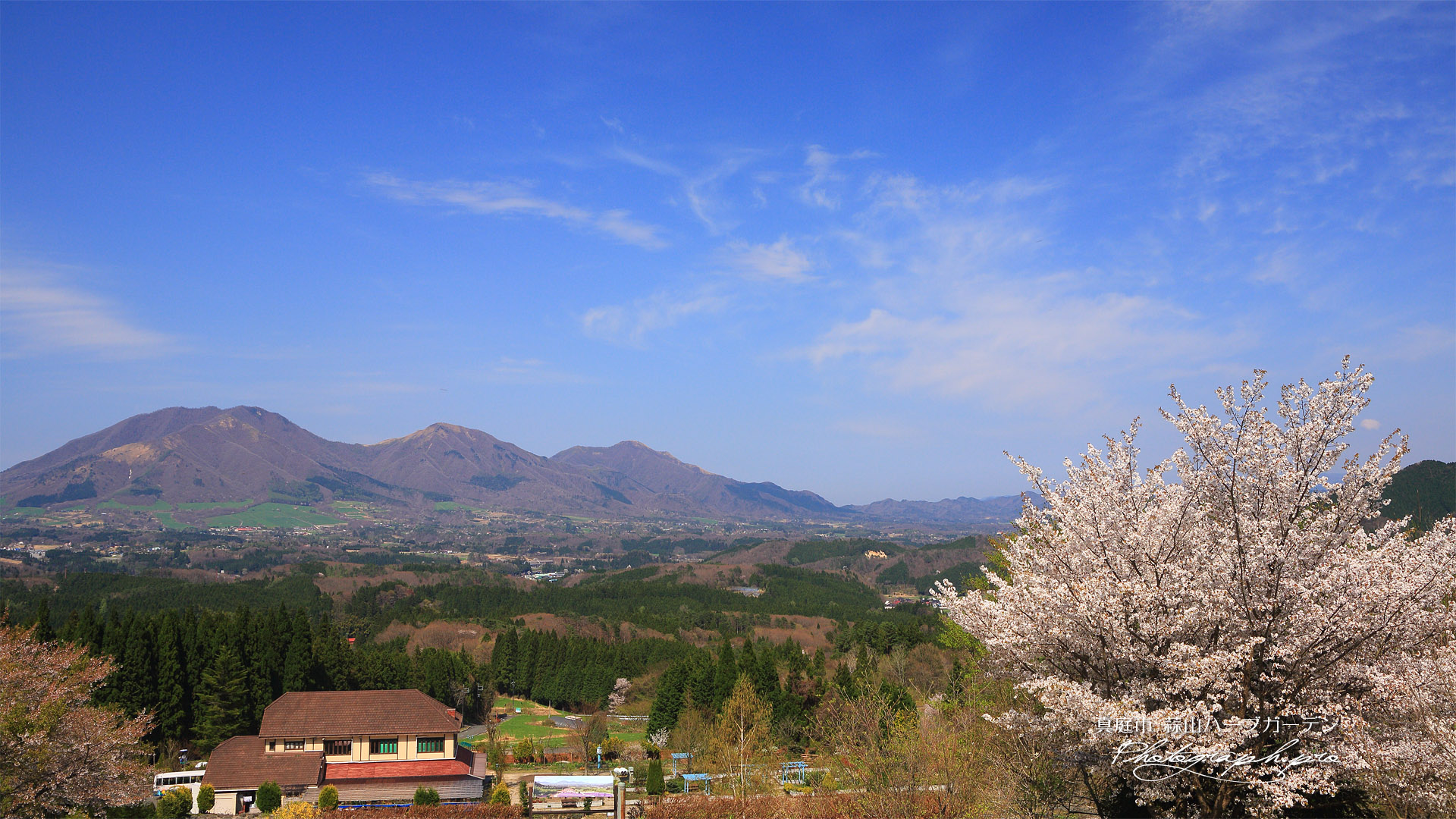 蒜山ハーブガーデンハービルの桜