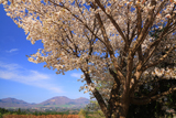 蒜山ハーブガーデンの桜