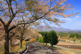蒜山ハーブガーデンの桜