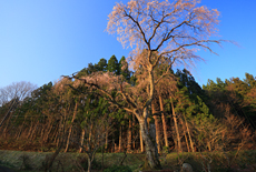 原田邸のしだれ桜