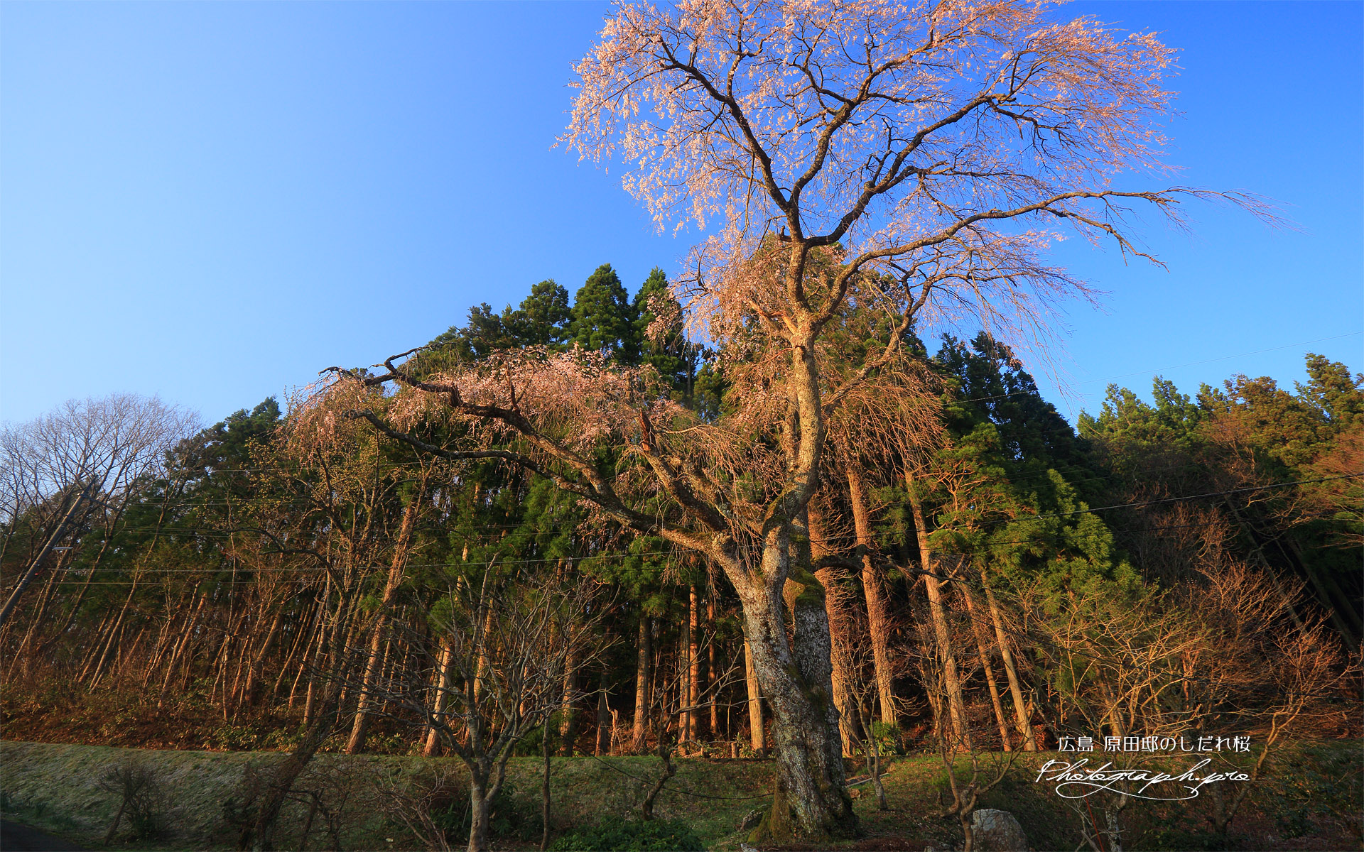 原田邸のしだれ桜