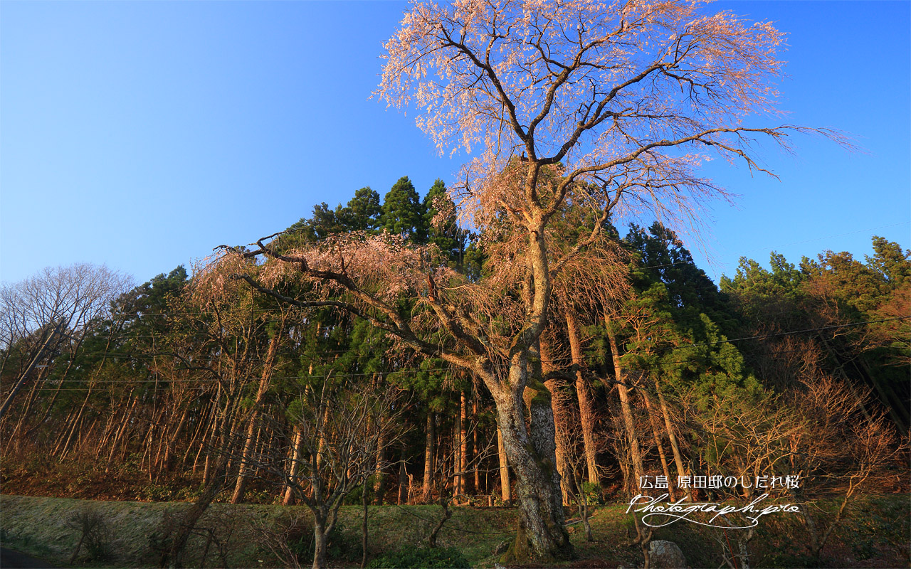 原田邸のしだれ桜 壁紙