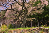 正平桜