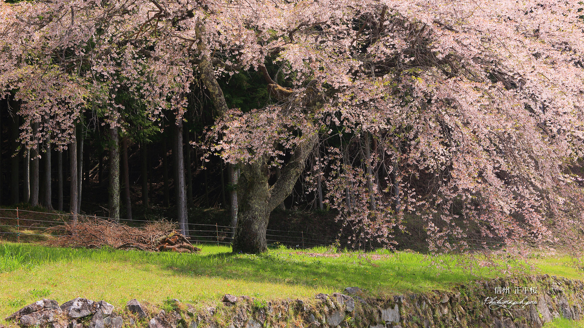 正平桜