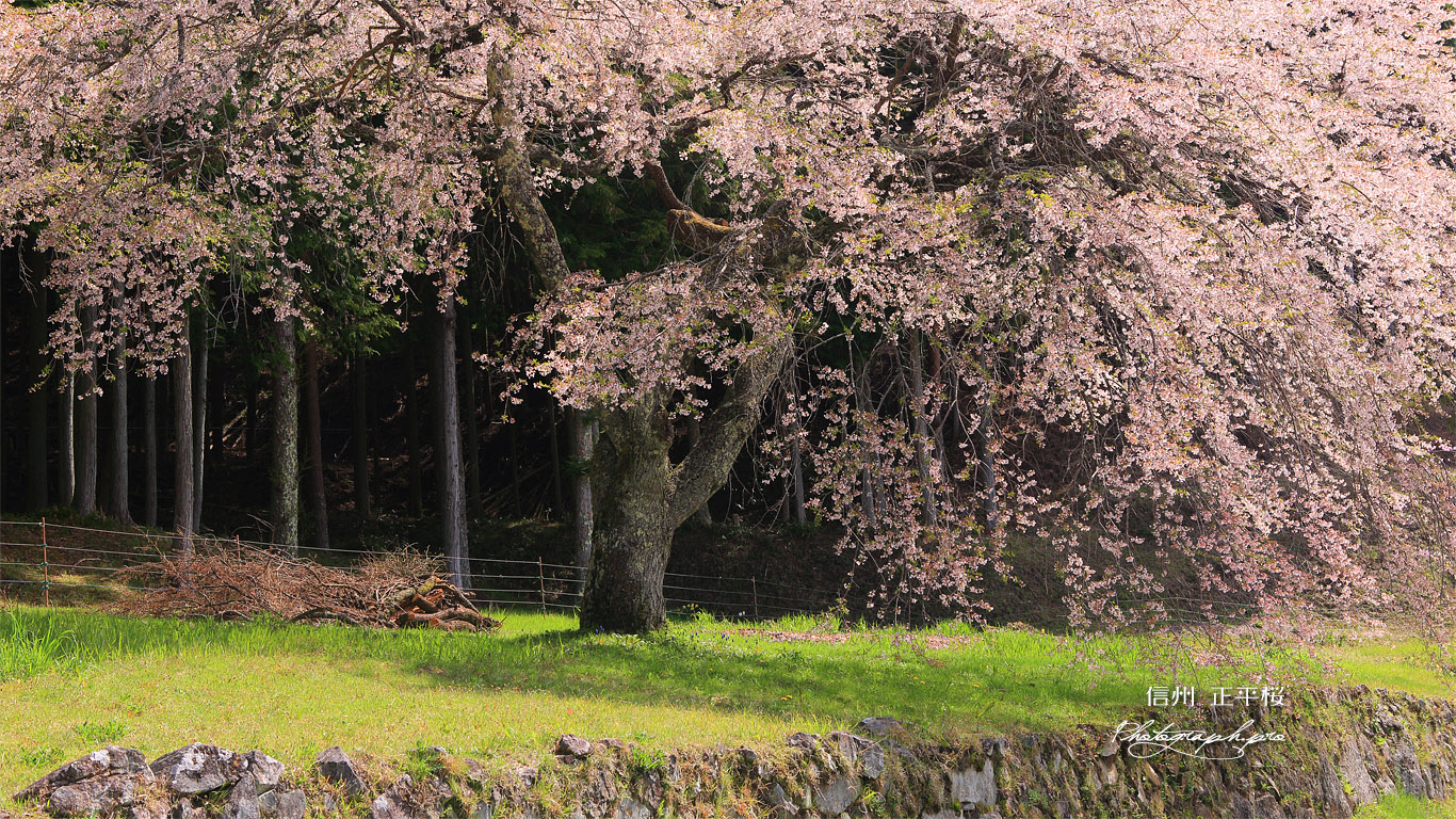 正平桜 壁紙