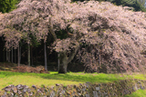 正平桜