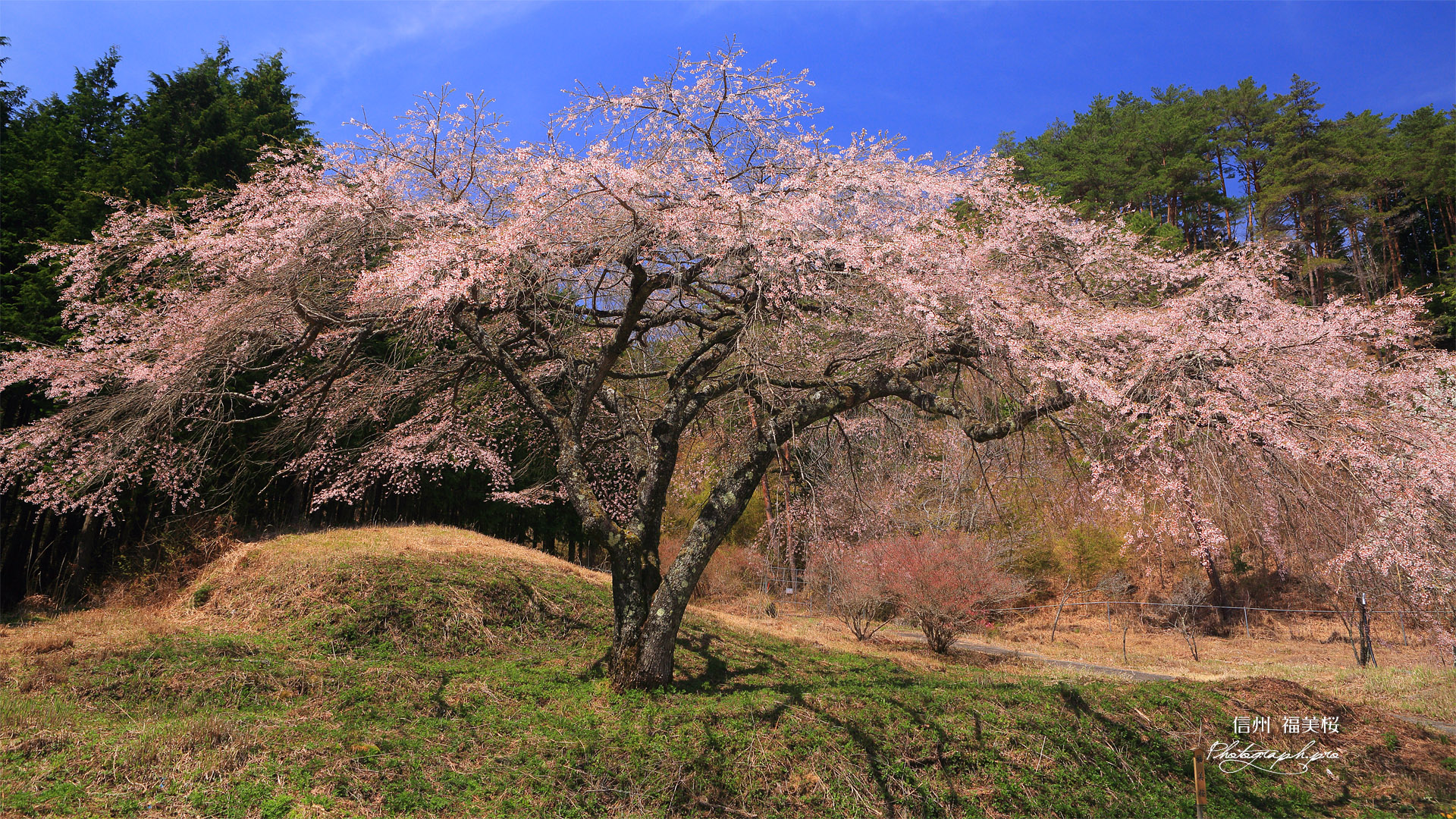 福美桜