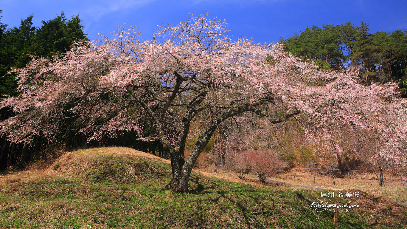 福美桜 壁紙